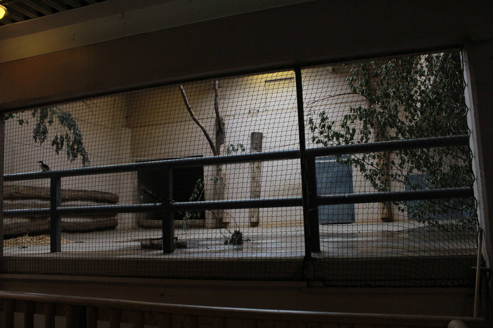 Elephant House - White rhino & Von der Decken's hornbill indoor exhibit