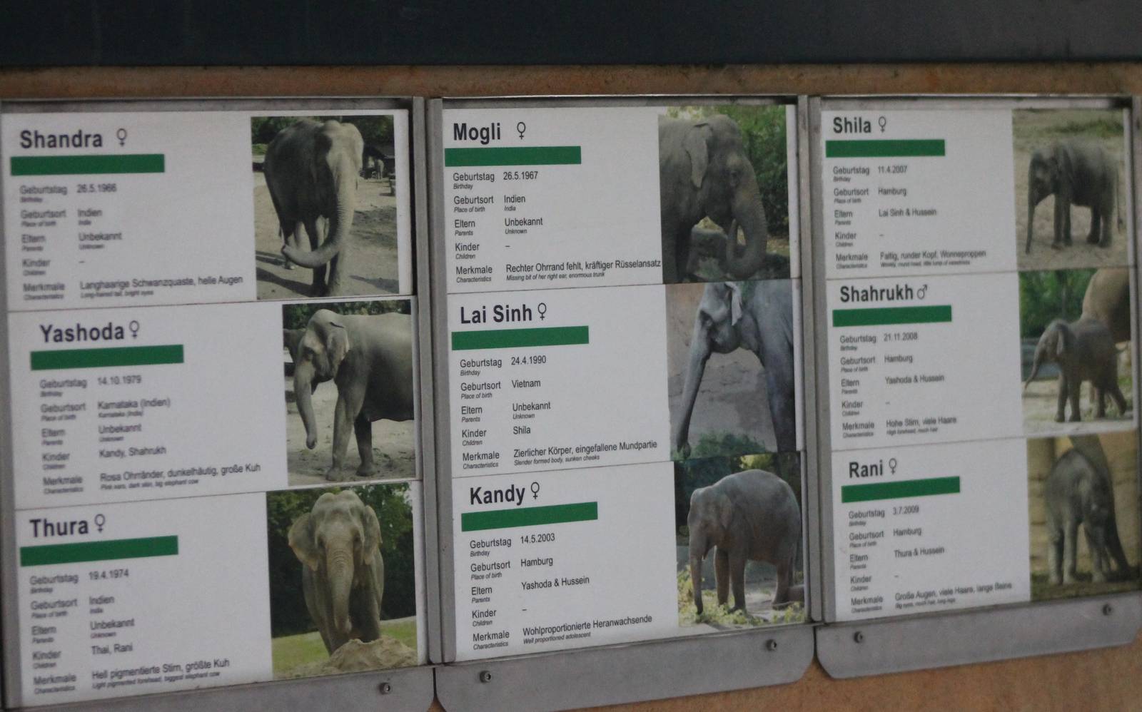 Elephant identification