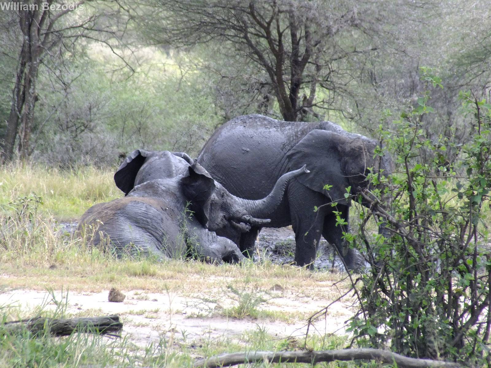 Elephant in a Mud Pool