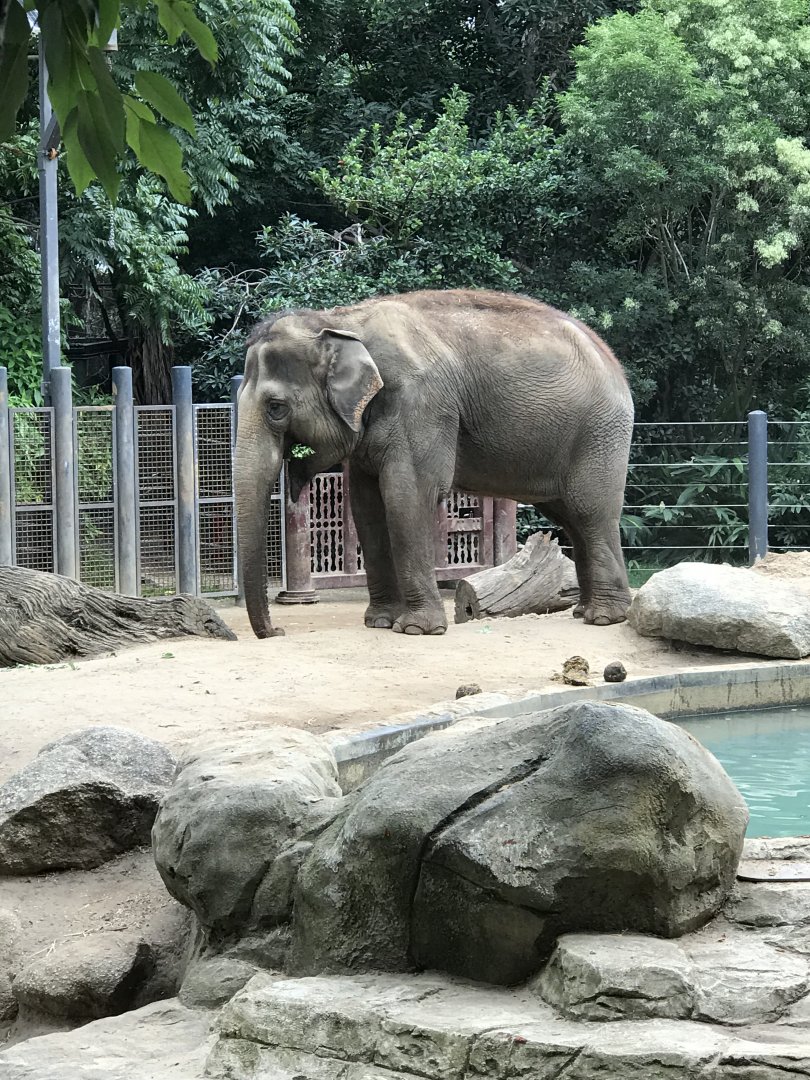 Elephant( in enclosure 3)
