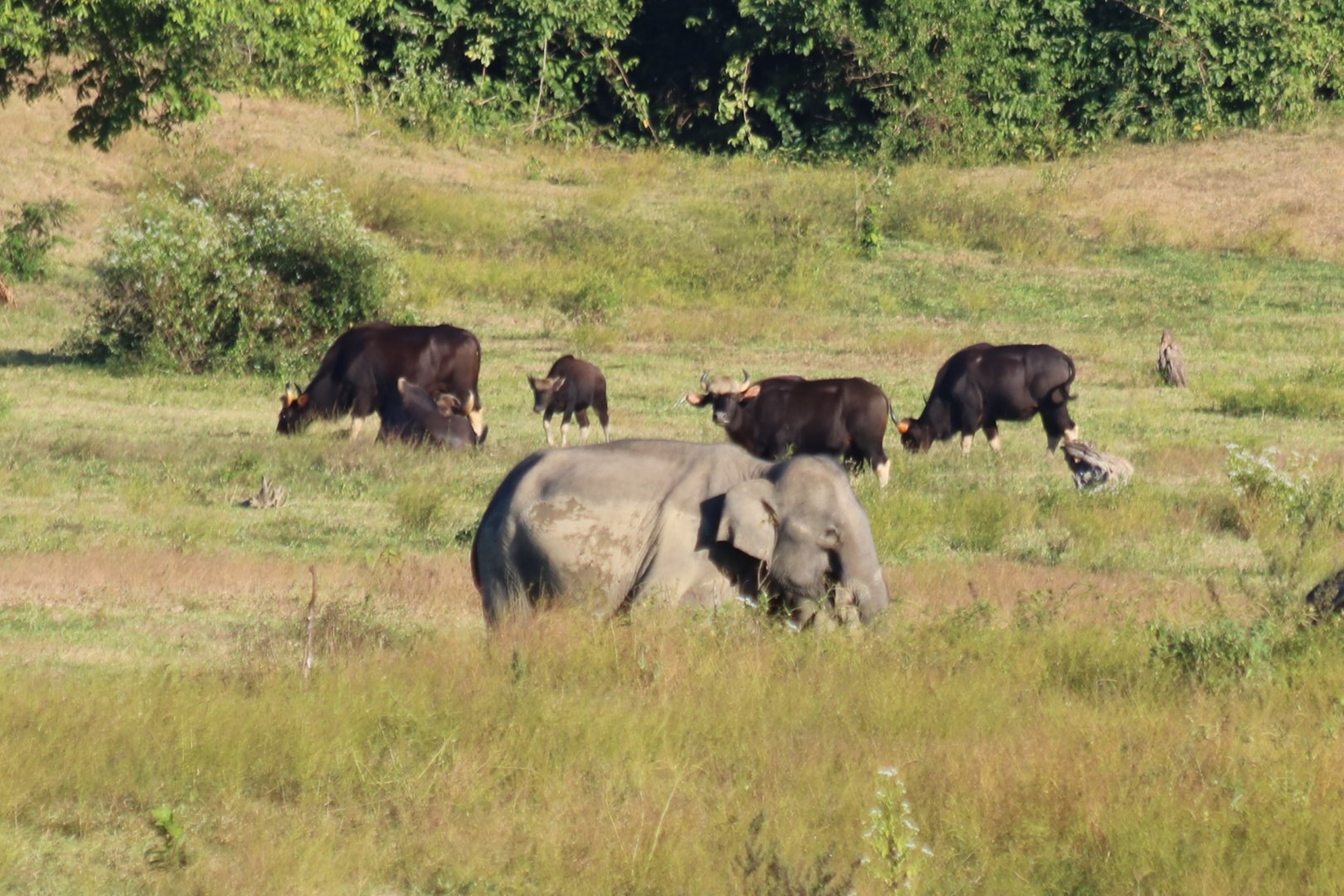Elephant in Front of Gaur- Kui Buri National Park