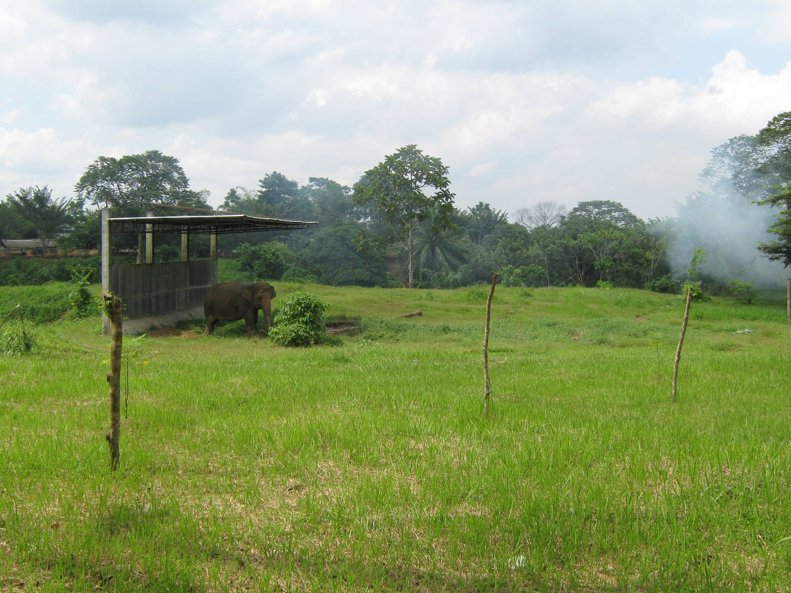 elephant in its shelter
