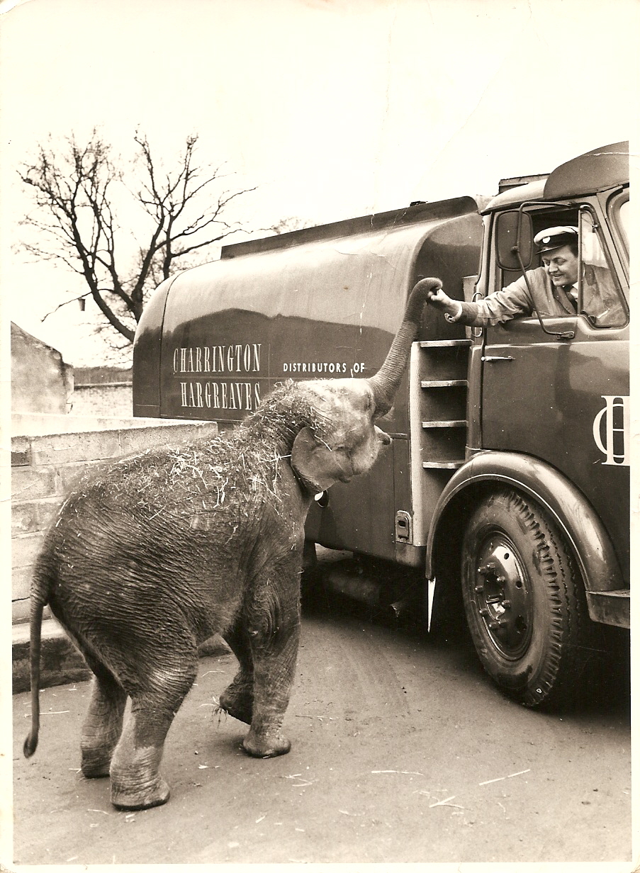 elephant in old zoo yard early 60's
