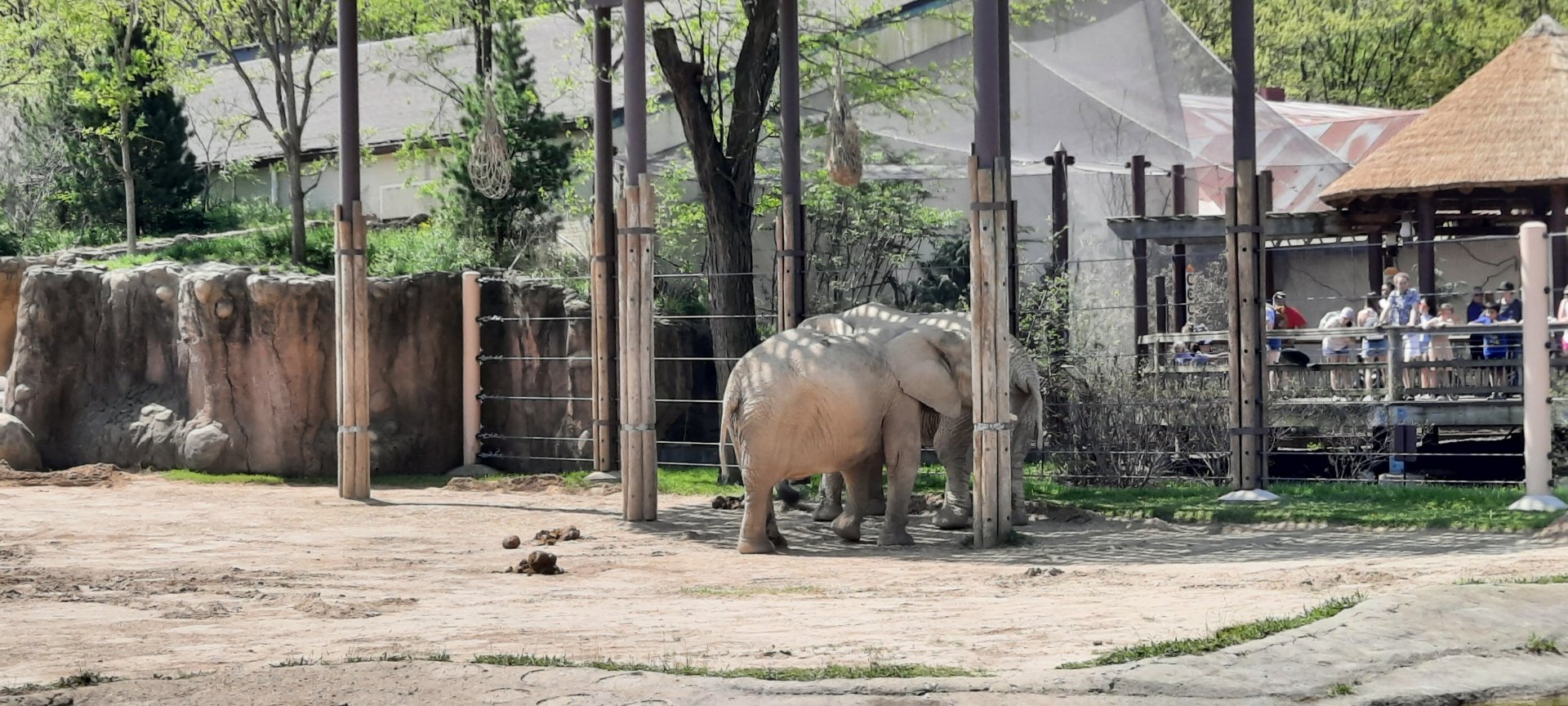 Elephant in Savnnah Yard