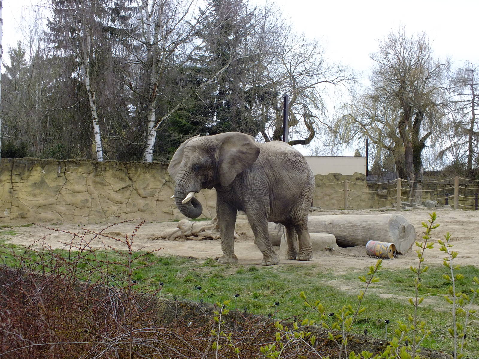Elephant in Small Outdoor Paddock
