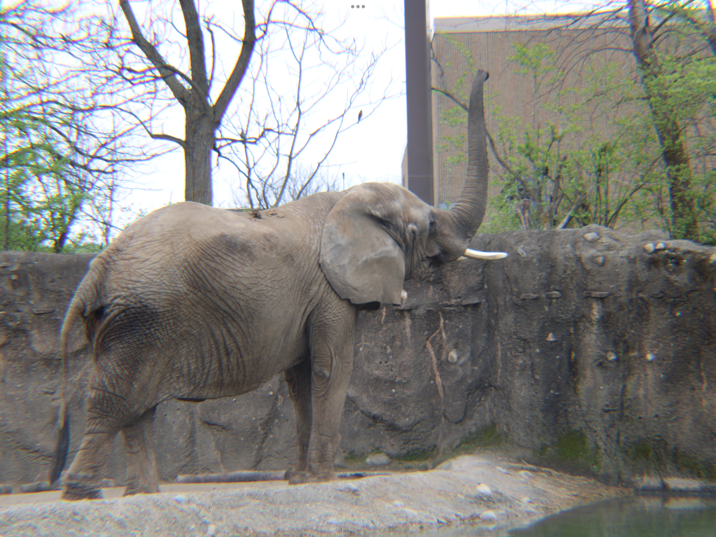 Elephant in the bull habitat