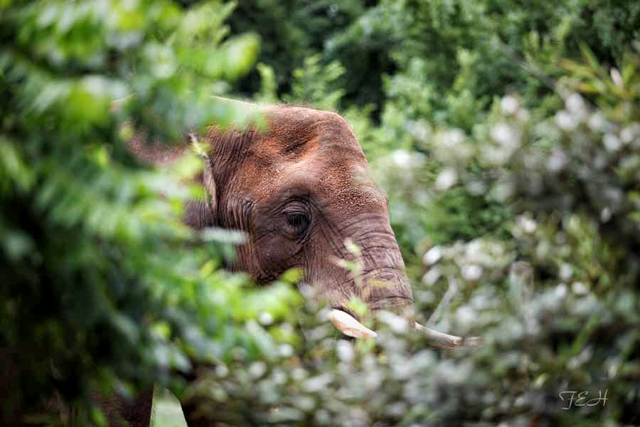 elephant in the bush