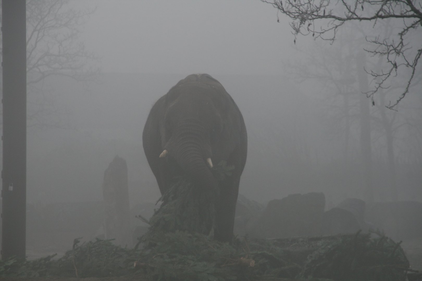 elephant in the mist