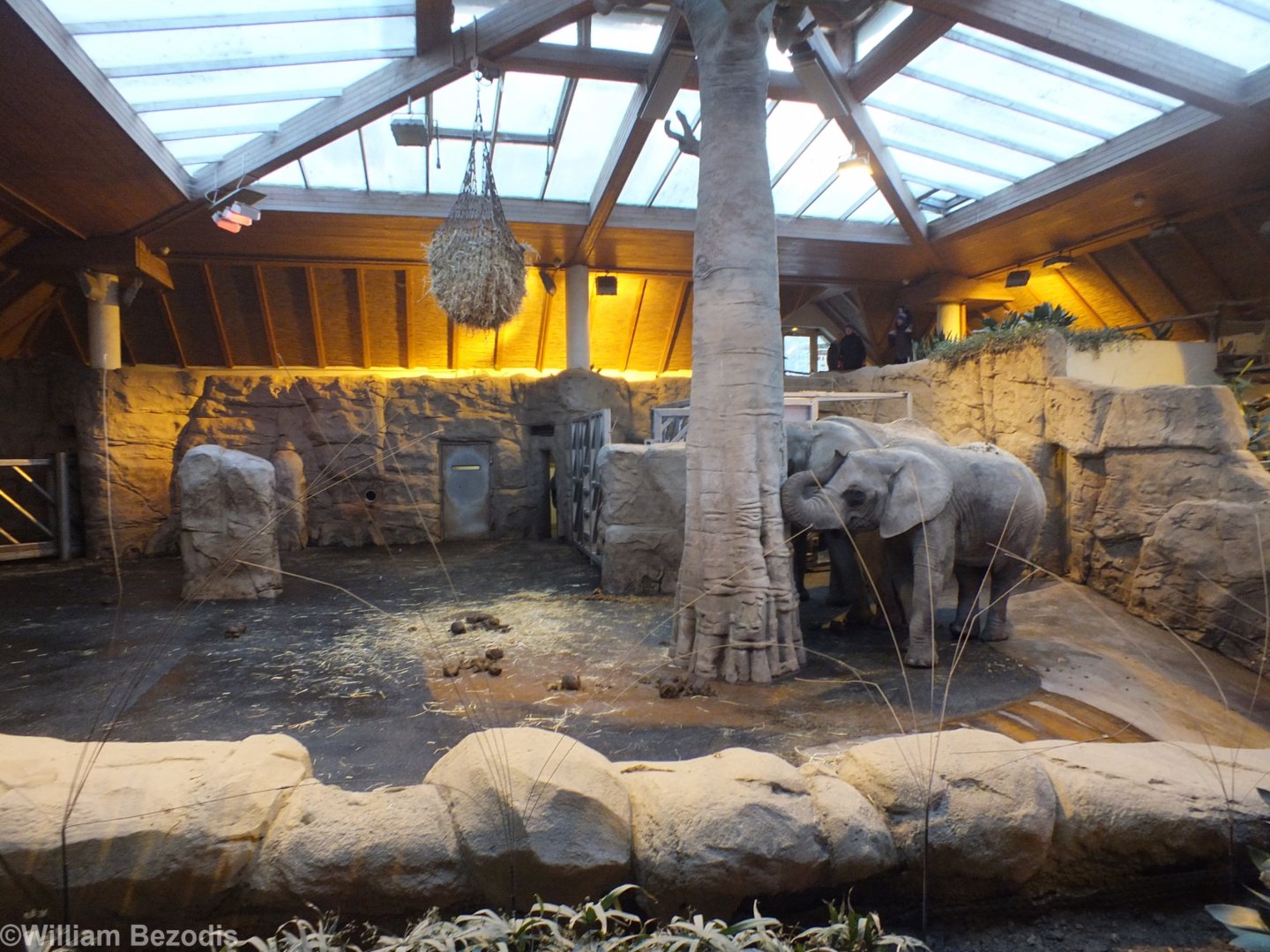 Elephant Indoor Enclosure
