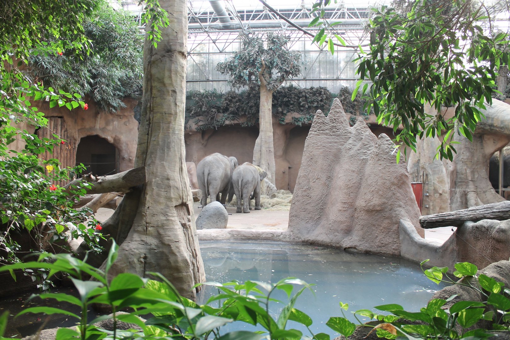 Elephant-indoor-enclosure