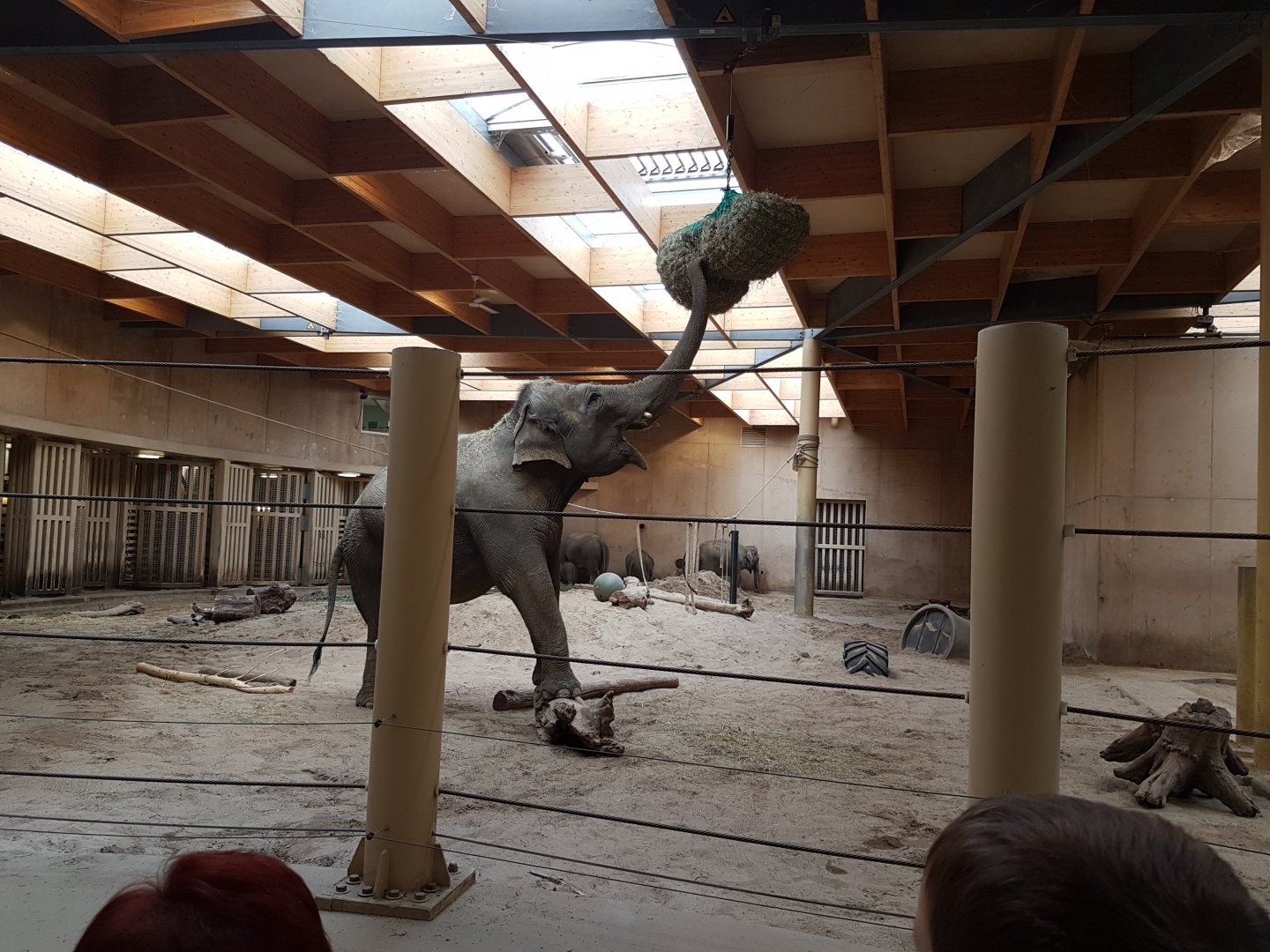 Elephant indoor-enclosure