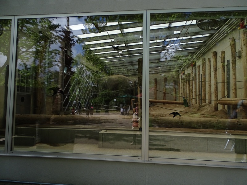 Elephant indoor enclosure