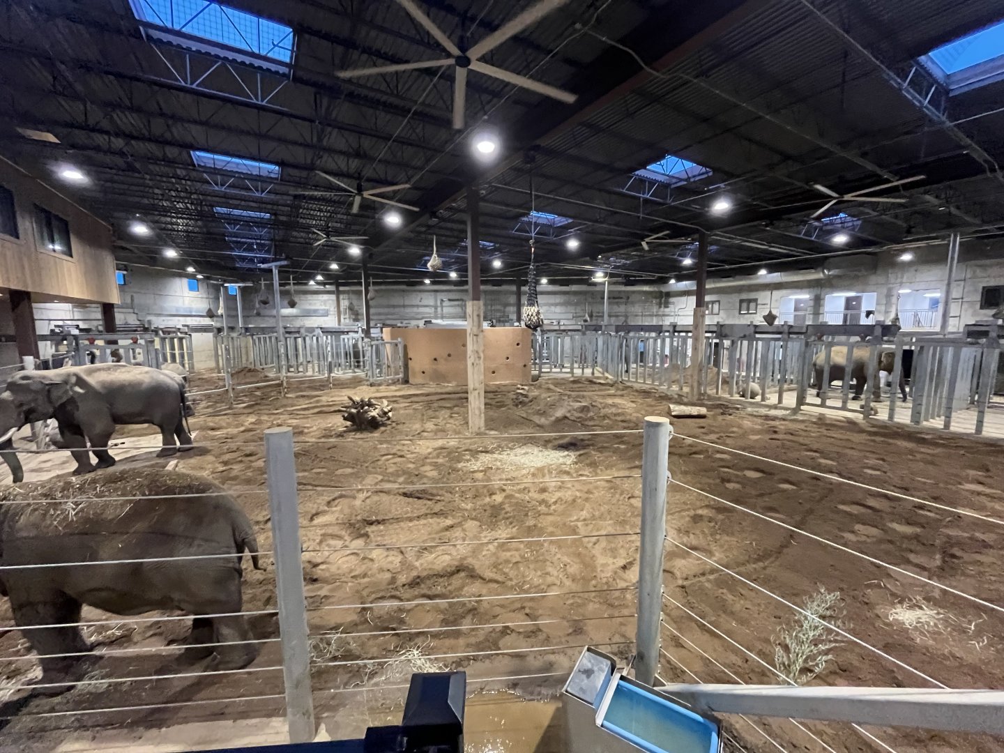 Elephant indoor holding