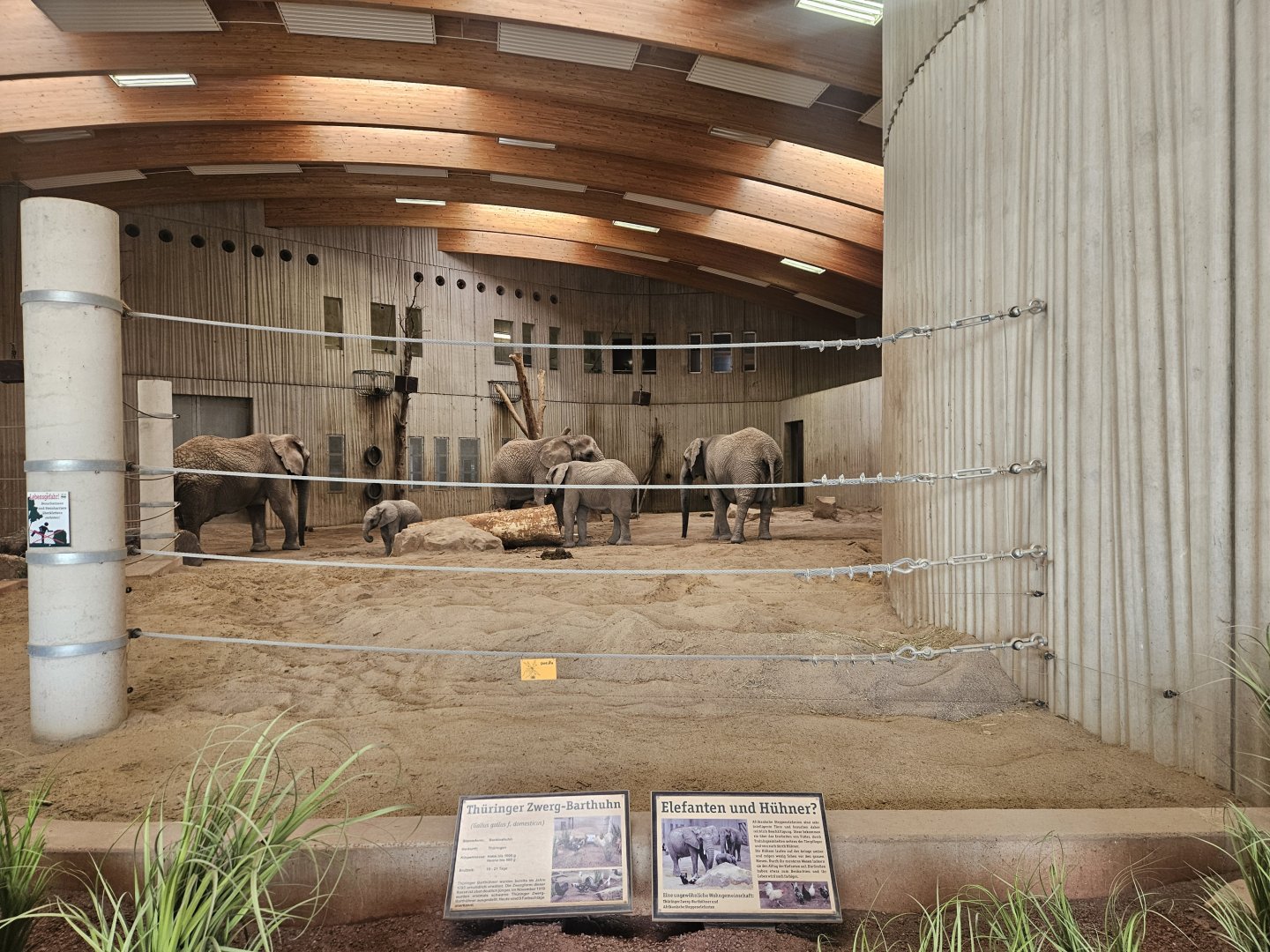 Elephant indoor viewing
