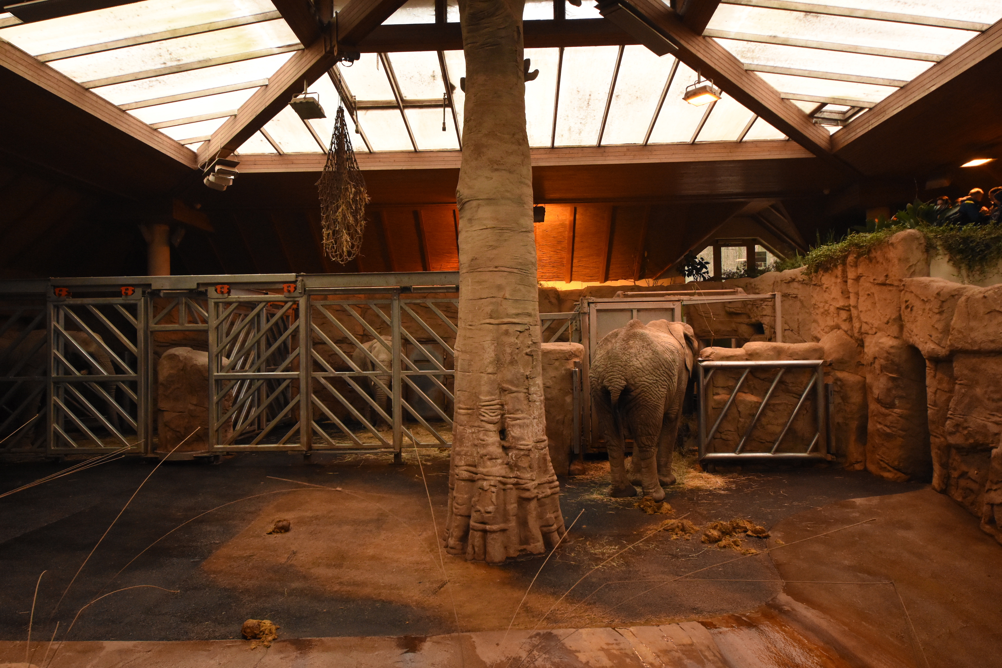 Elephant indoors