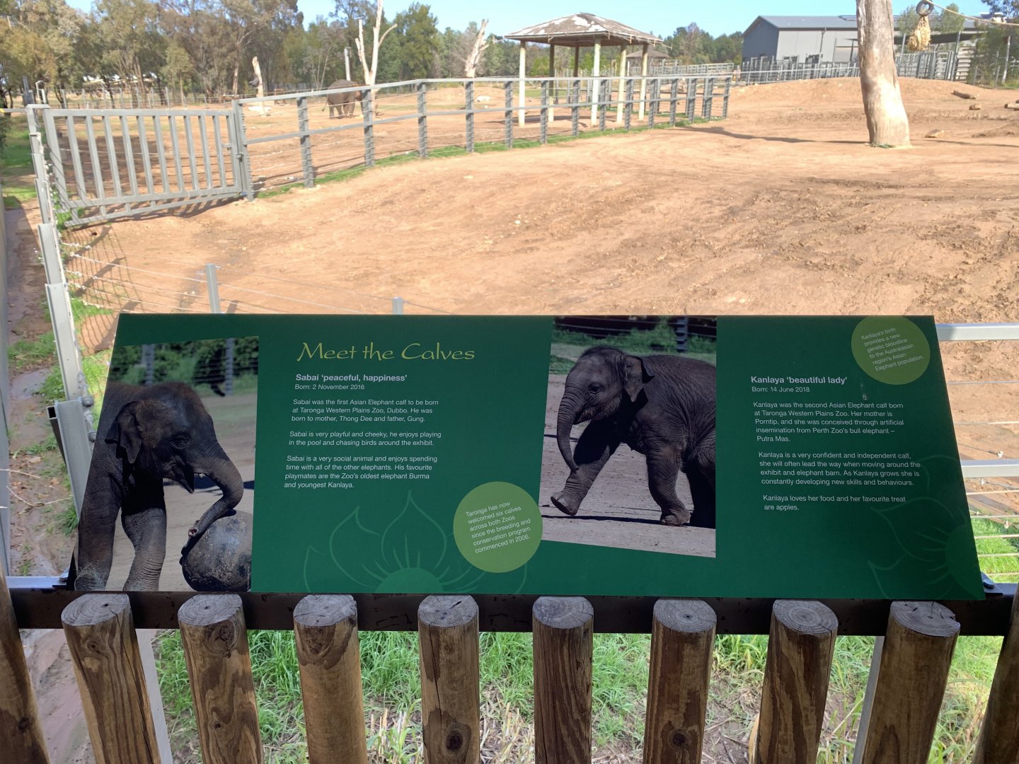Elephant Info Sign- Meet the Calves