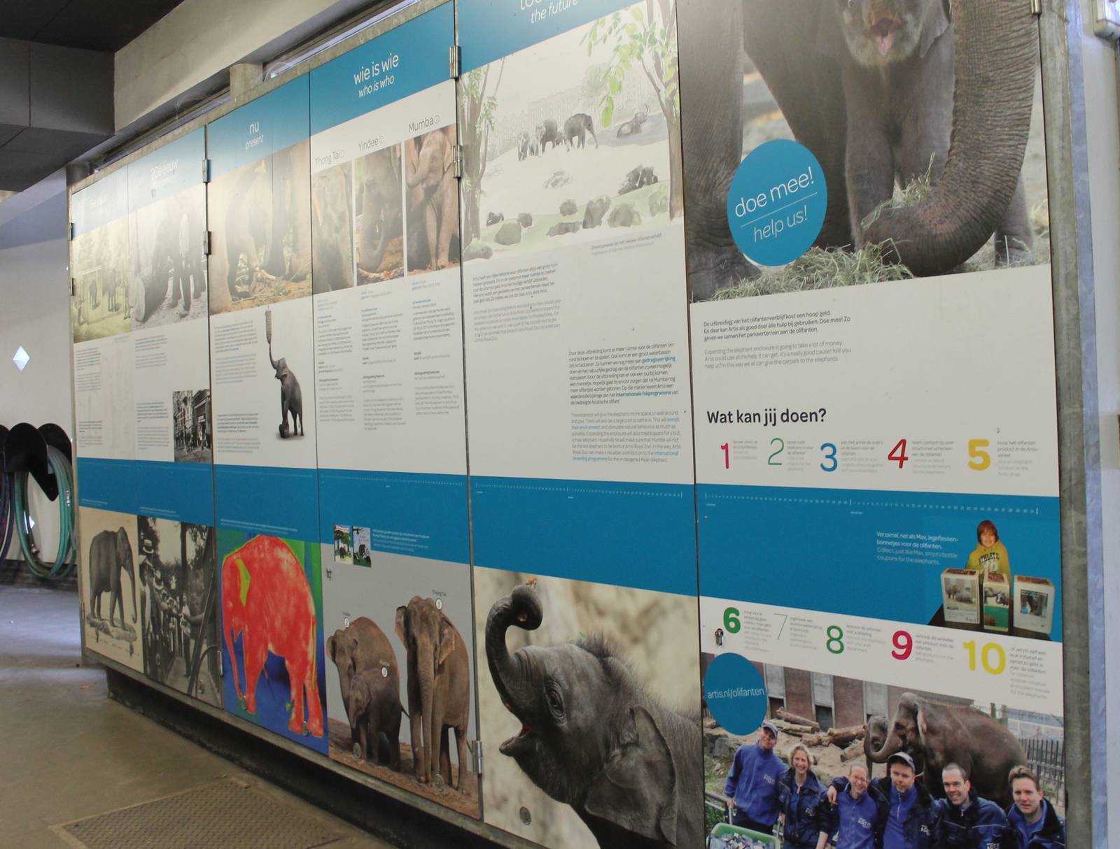Elephant info wall