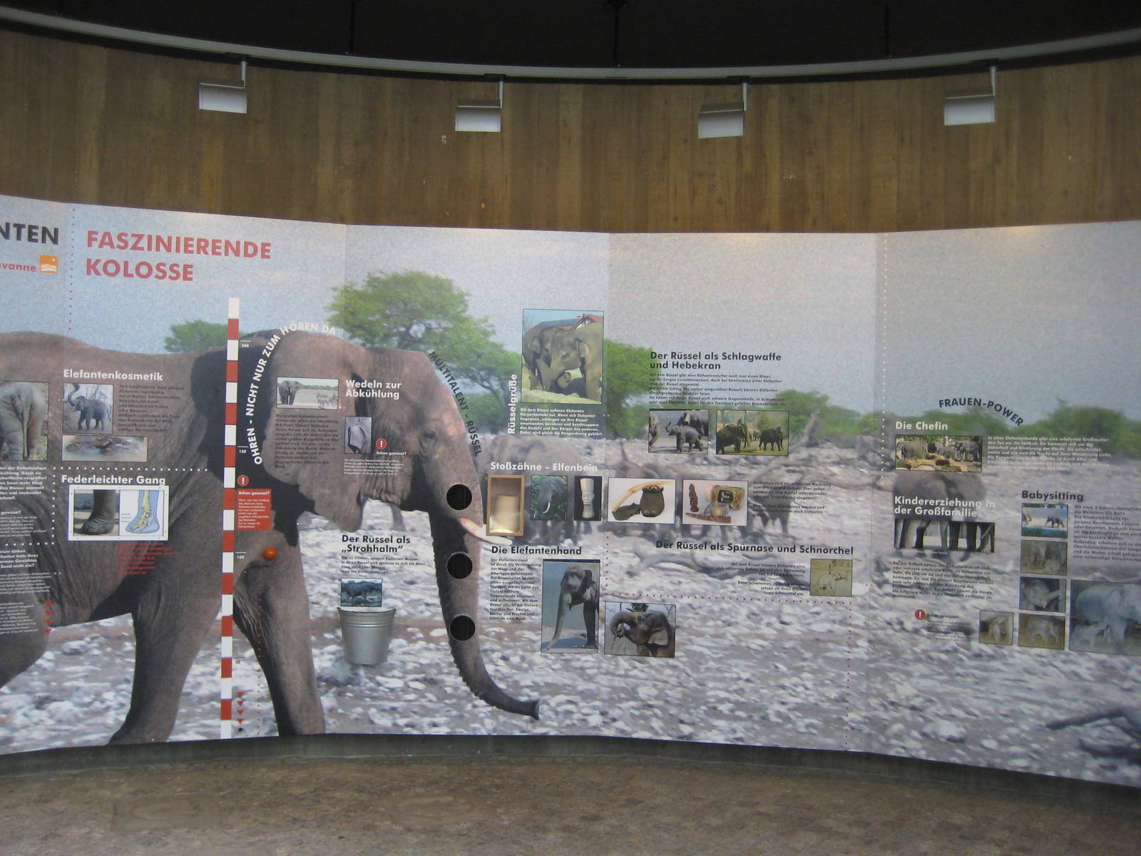 Elephant Information