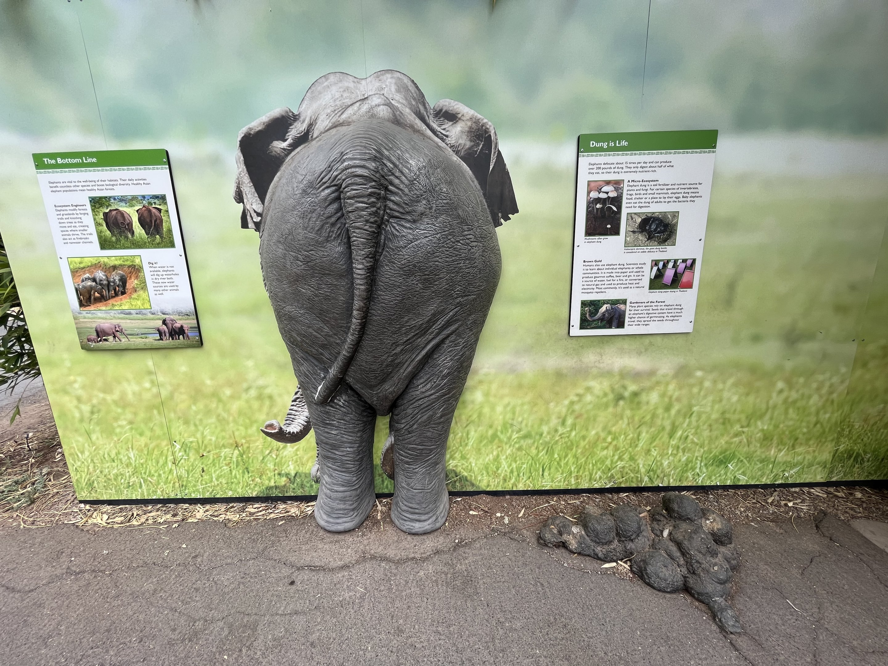 Elephant Interpretive Signs