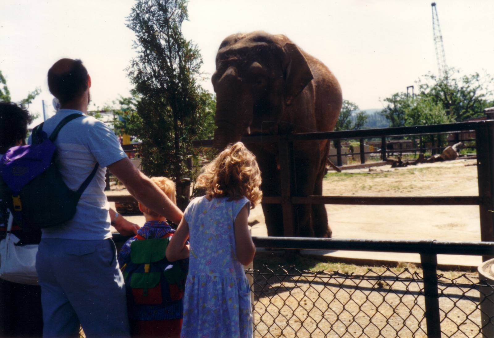 Elephant, June 1989