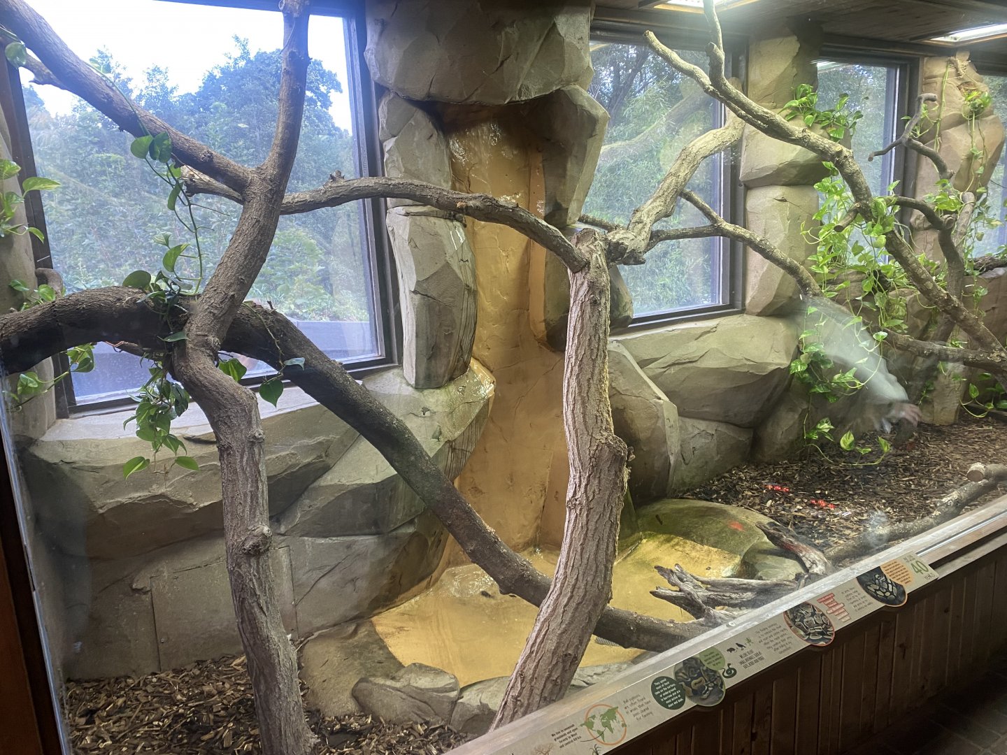 Elephant Kingdom - Royal python exhibit 110925