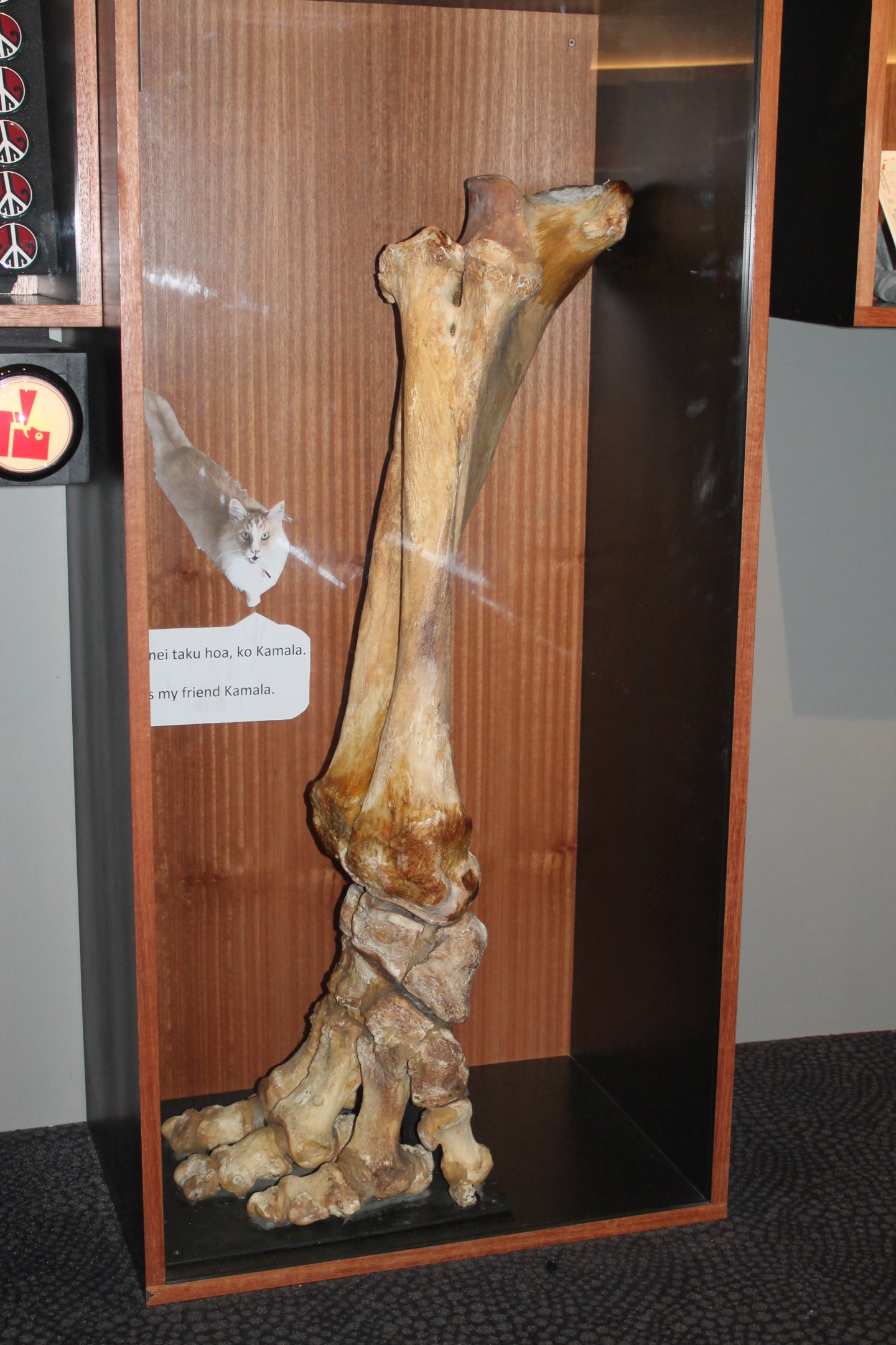 Elephant leg bones, from Wellington Zoo's Kamala