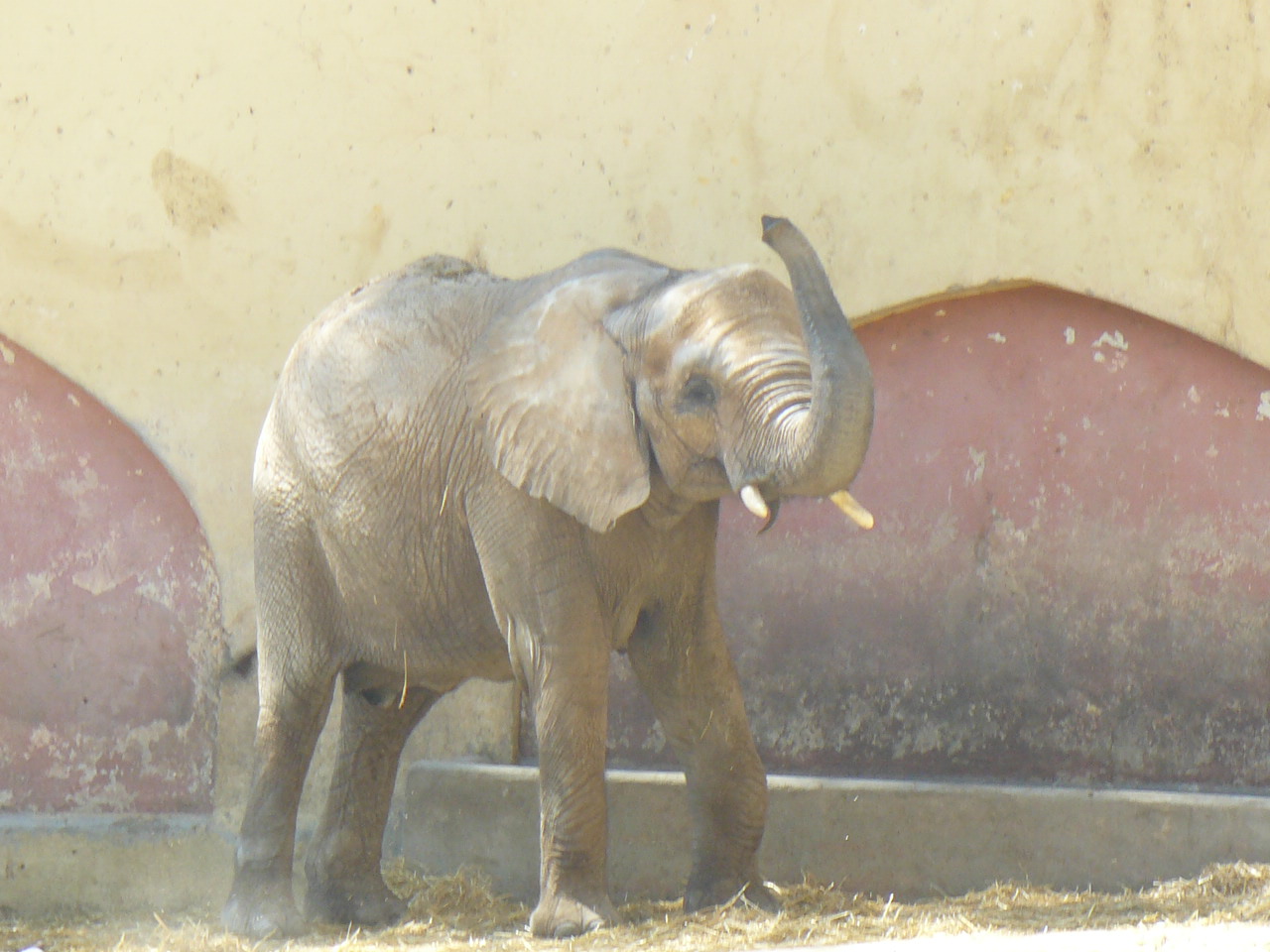 Elephant - Lisbon Zoo