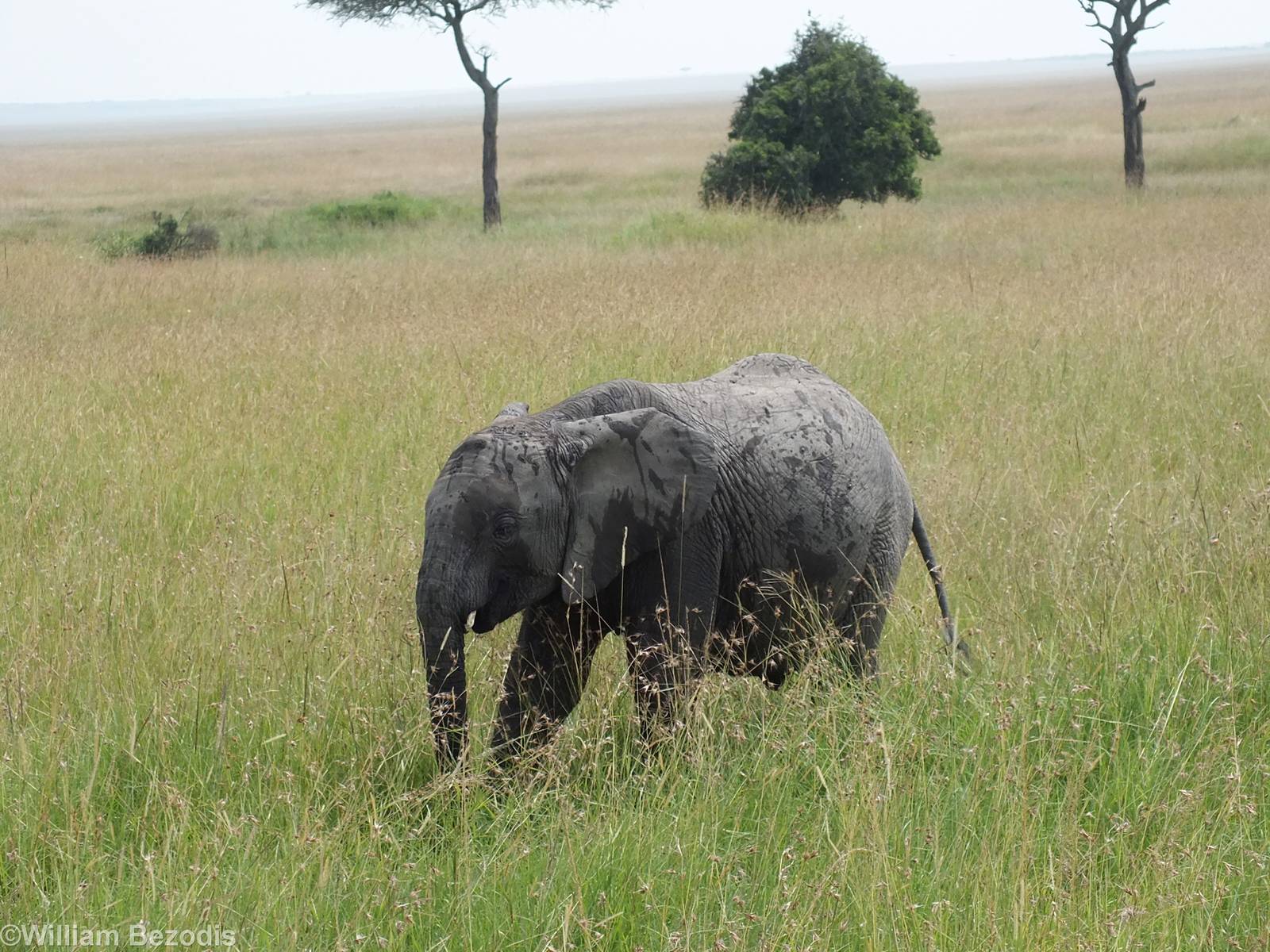 Elephant - Maasai Mara