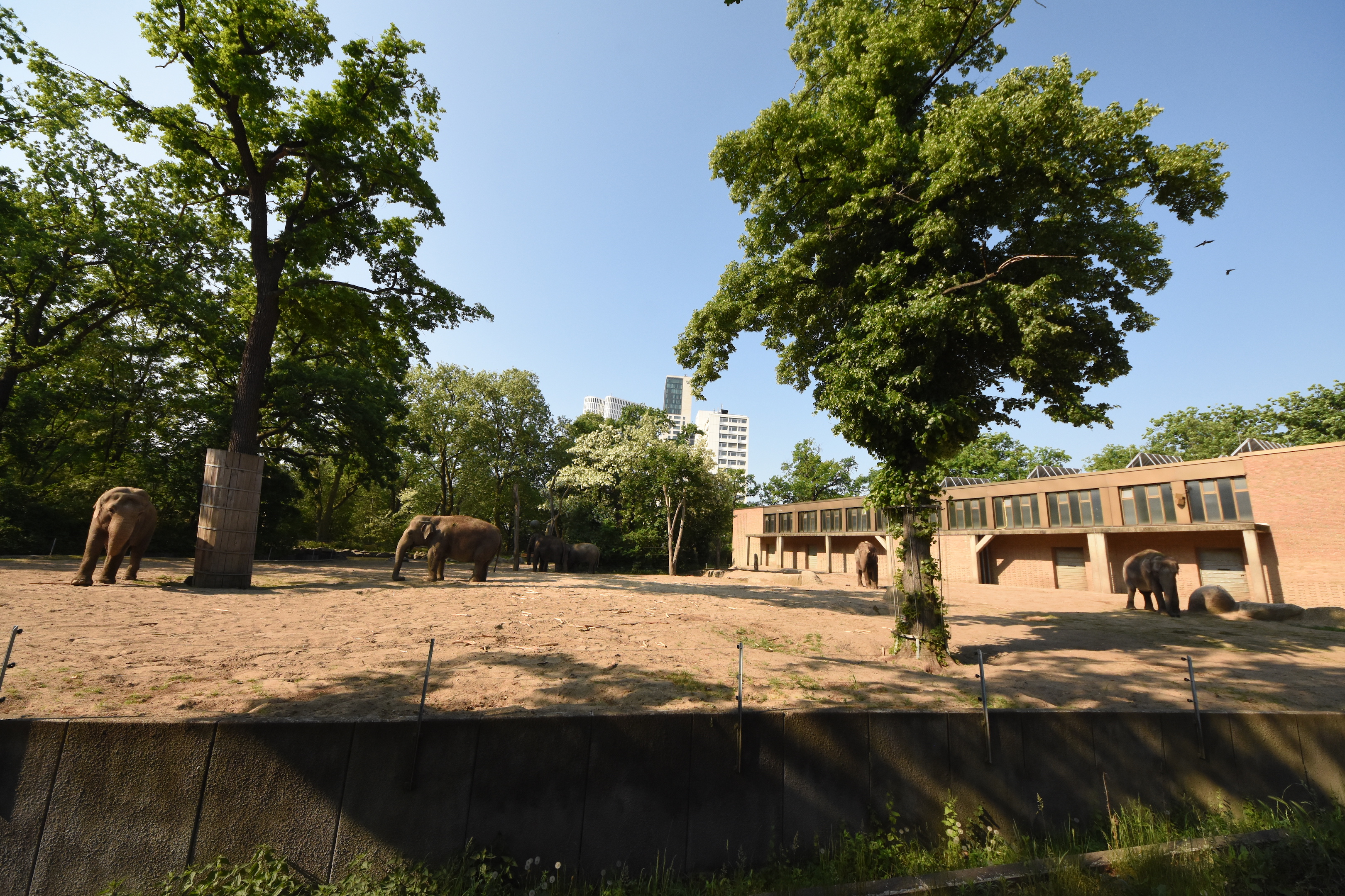 Elephant main paddock