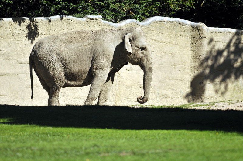 Elephant Mala at Hamburg