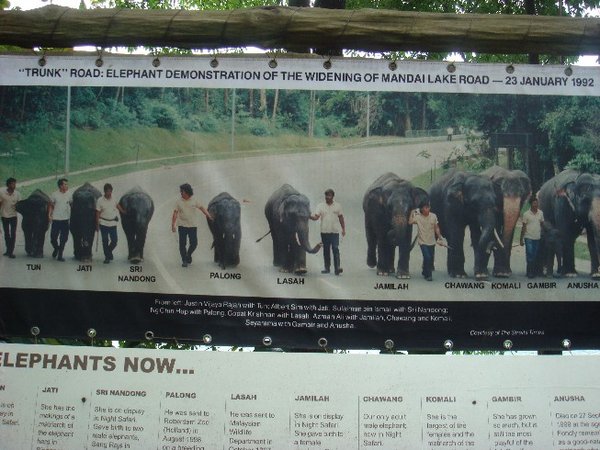 Elephant march, Singapore Zoo