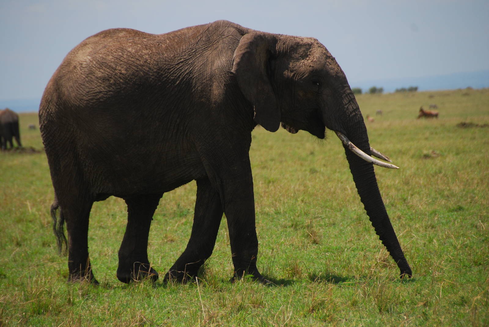 Elephant - Masai Mara NR