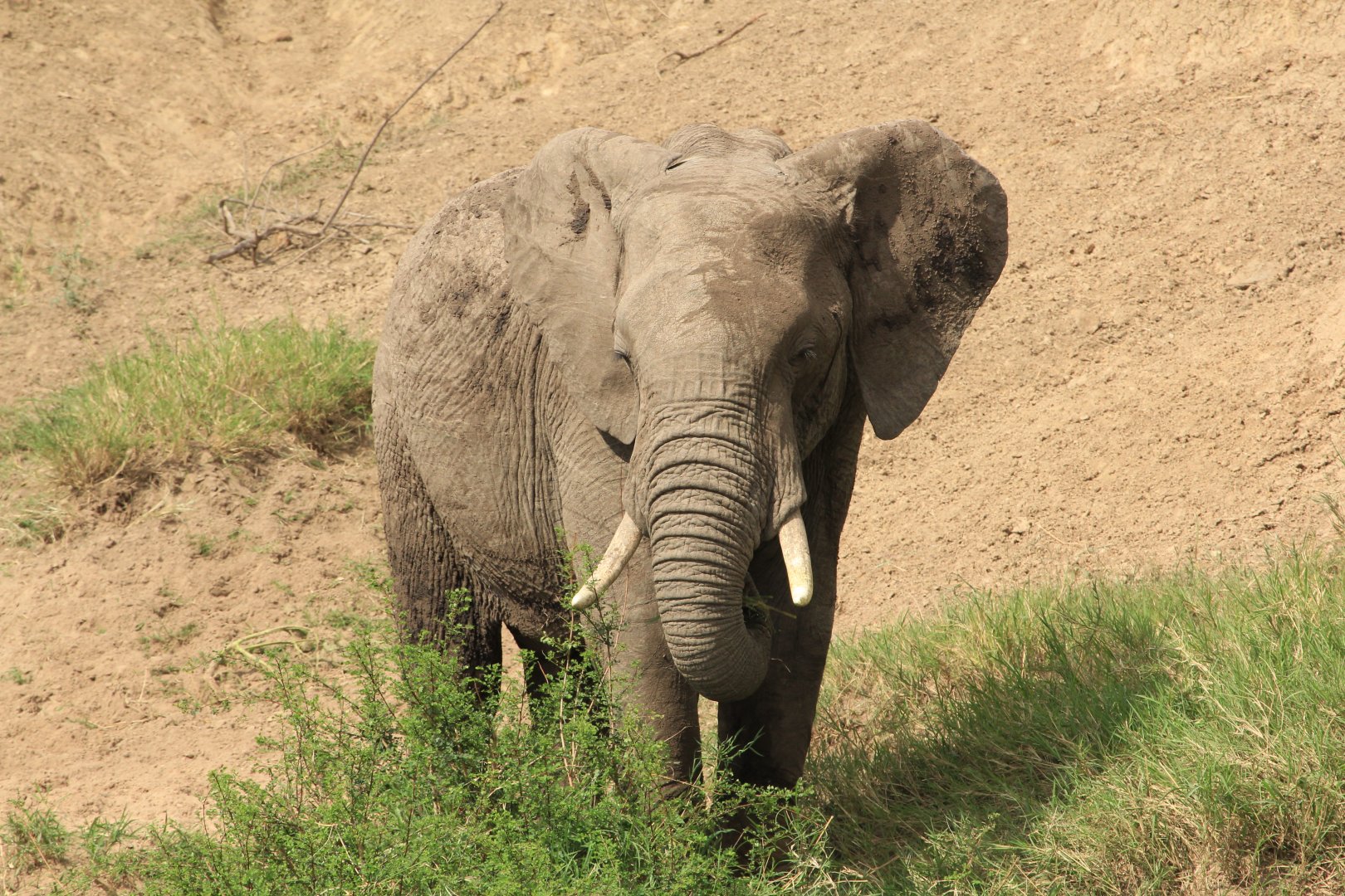 Elephant - Masai Mara (September 2018)