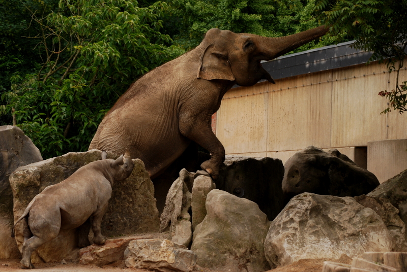 Elephant meets young Black rhino
