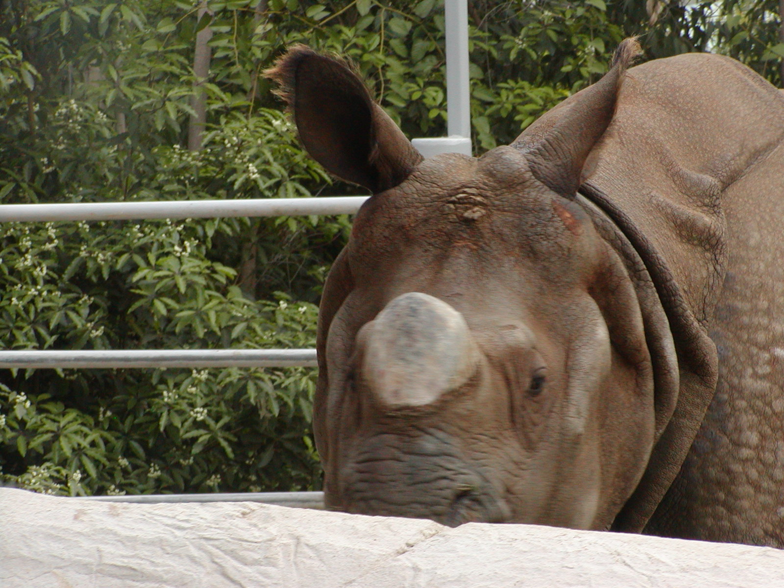 Elephant Mesa - Indian Rhinoceros