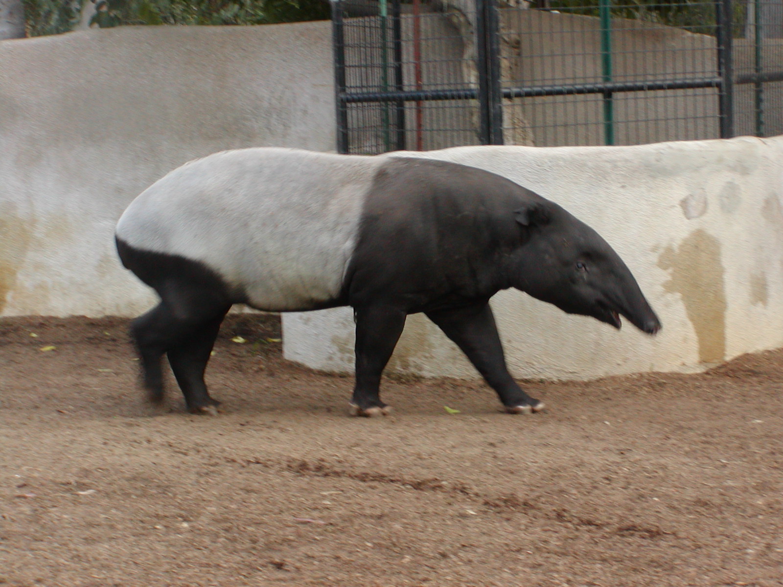 Elephant Mesa - Malayan Tapir