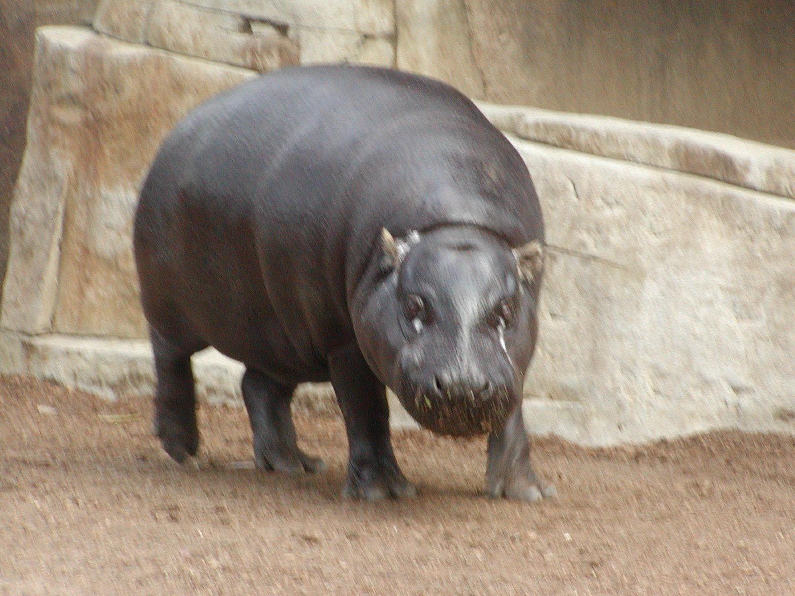 Elephant Mesa - Pygmy Hippopotamus