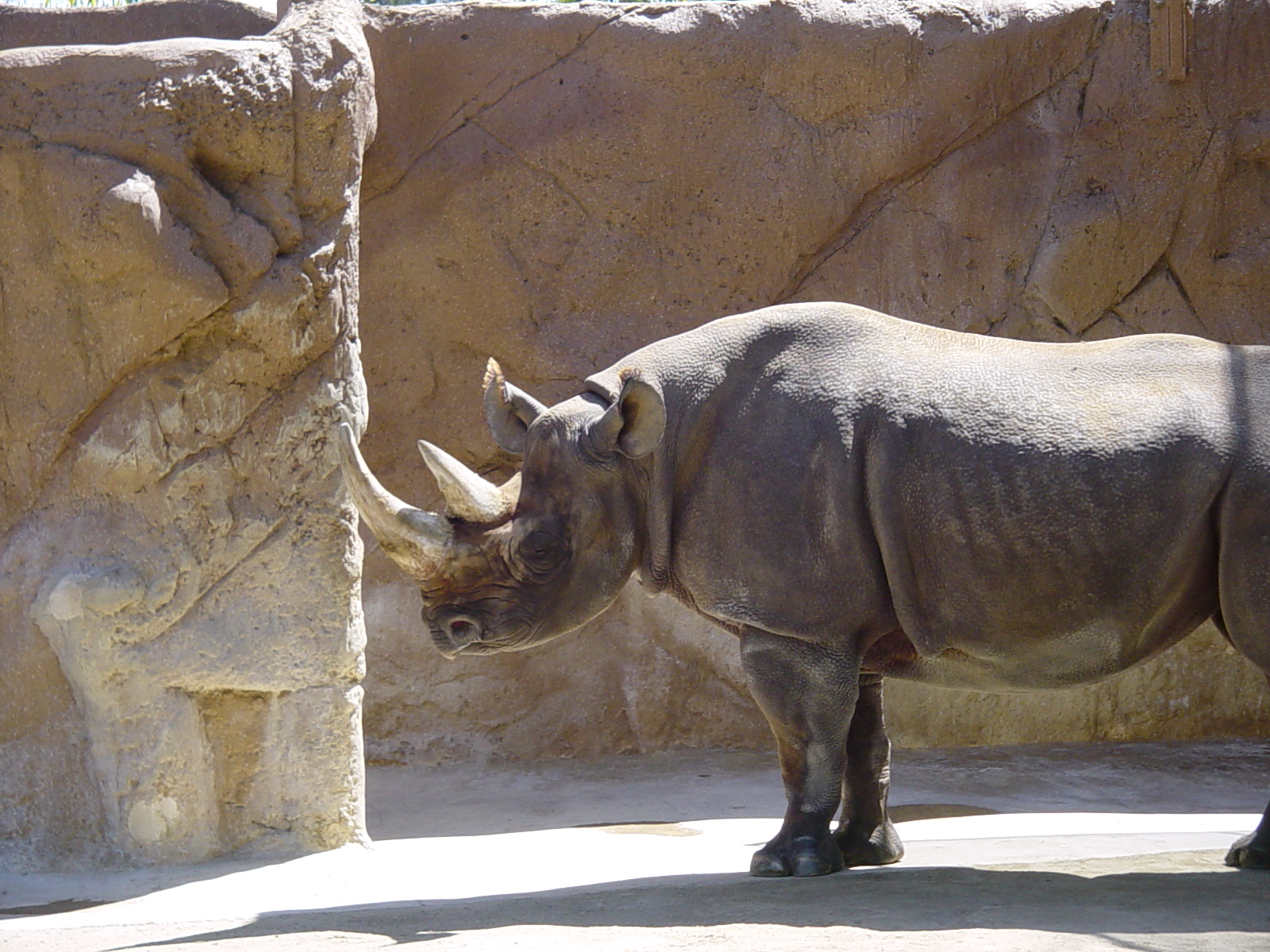 Elephant Mesa - Southern Black Rhinoceros