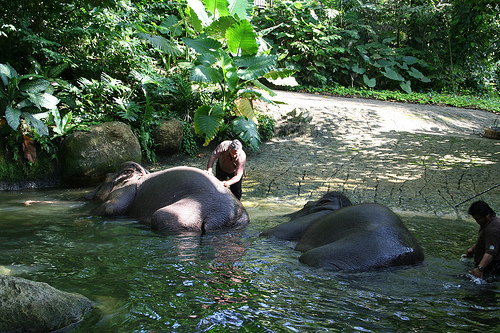 Elephant morning bath at Singapore Zoo