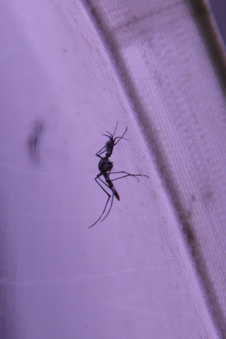Elephant mosquito (Toxorhynchites brevipalpis)