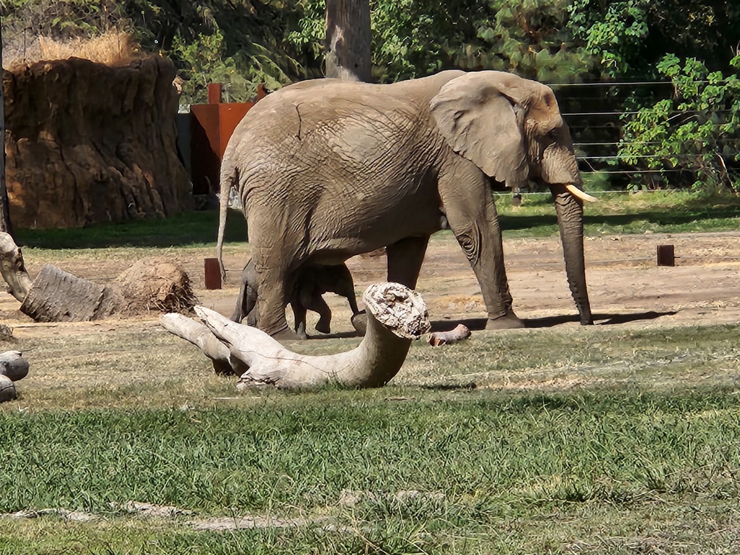 Elephant mother and baby