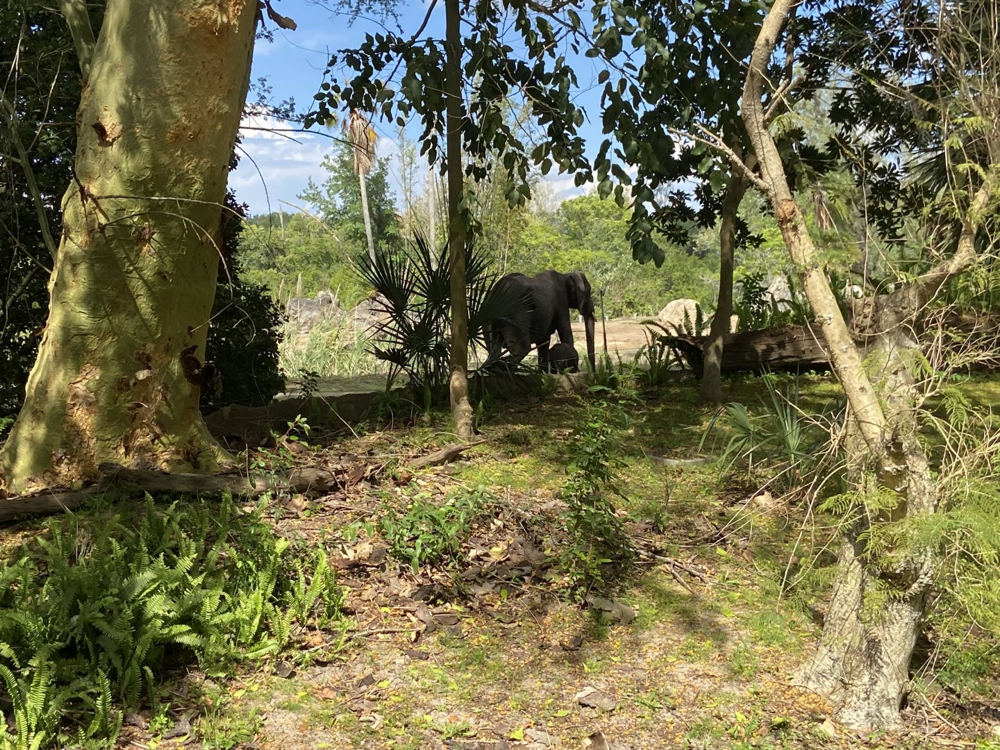Elephant mother and calf 3/18/24