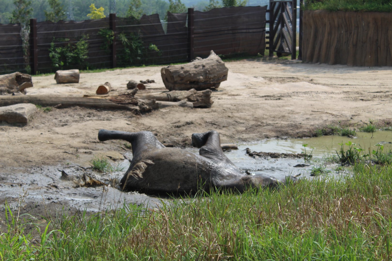 Elephant Mud Bath