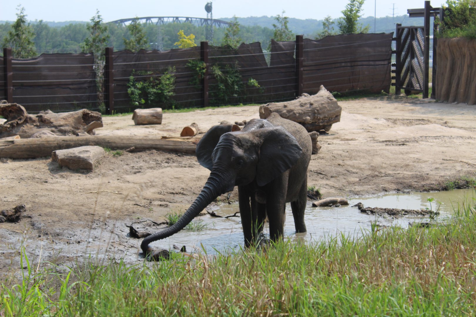 Elephant Mud Bath