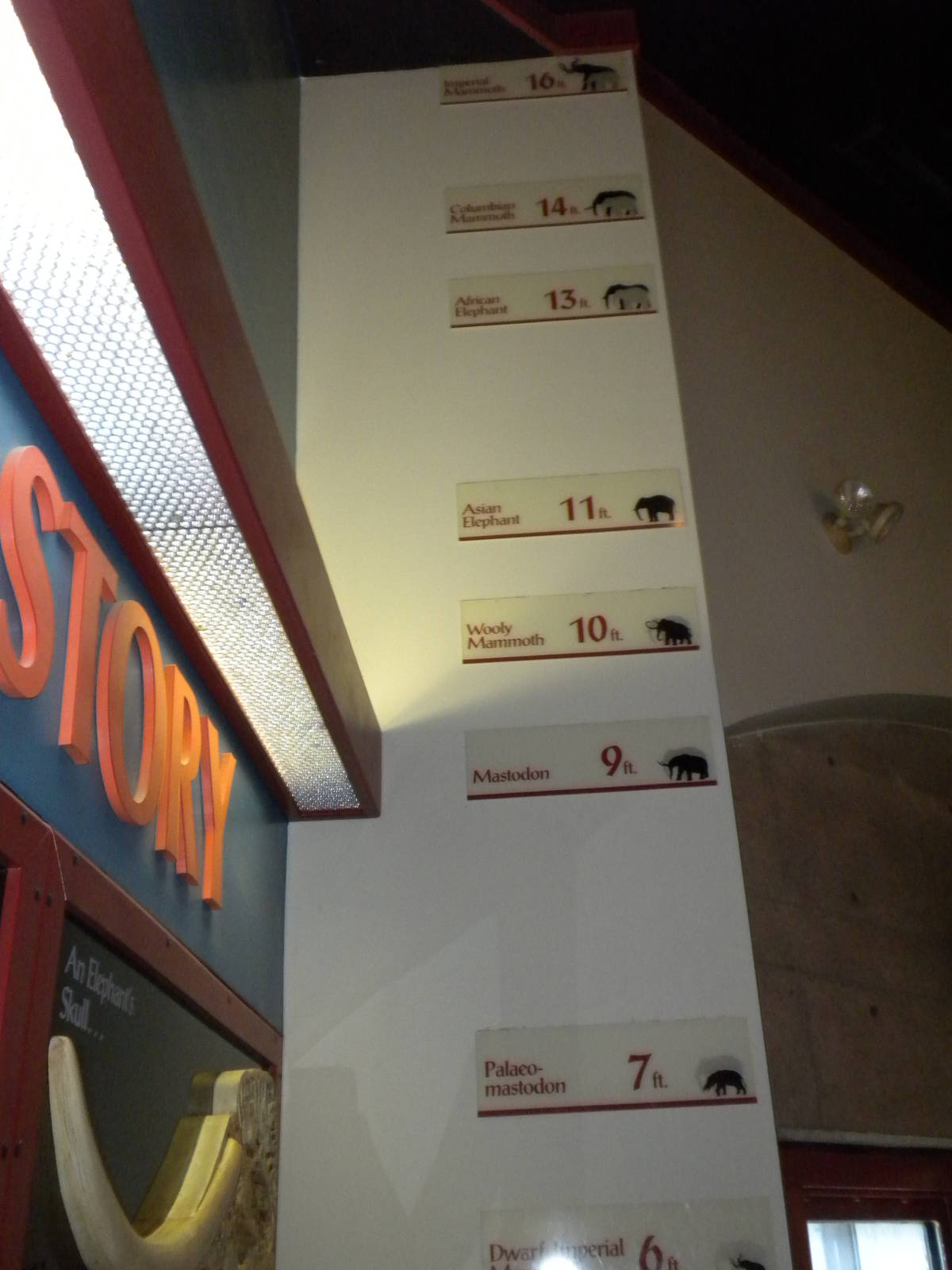 Elephant Museum - ancient elephant heights