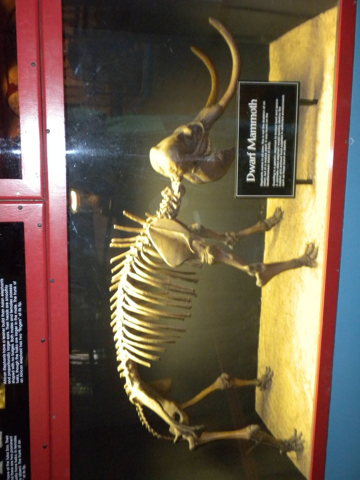 Elephant Museum - Dwarf Mammoth