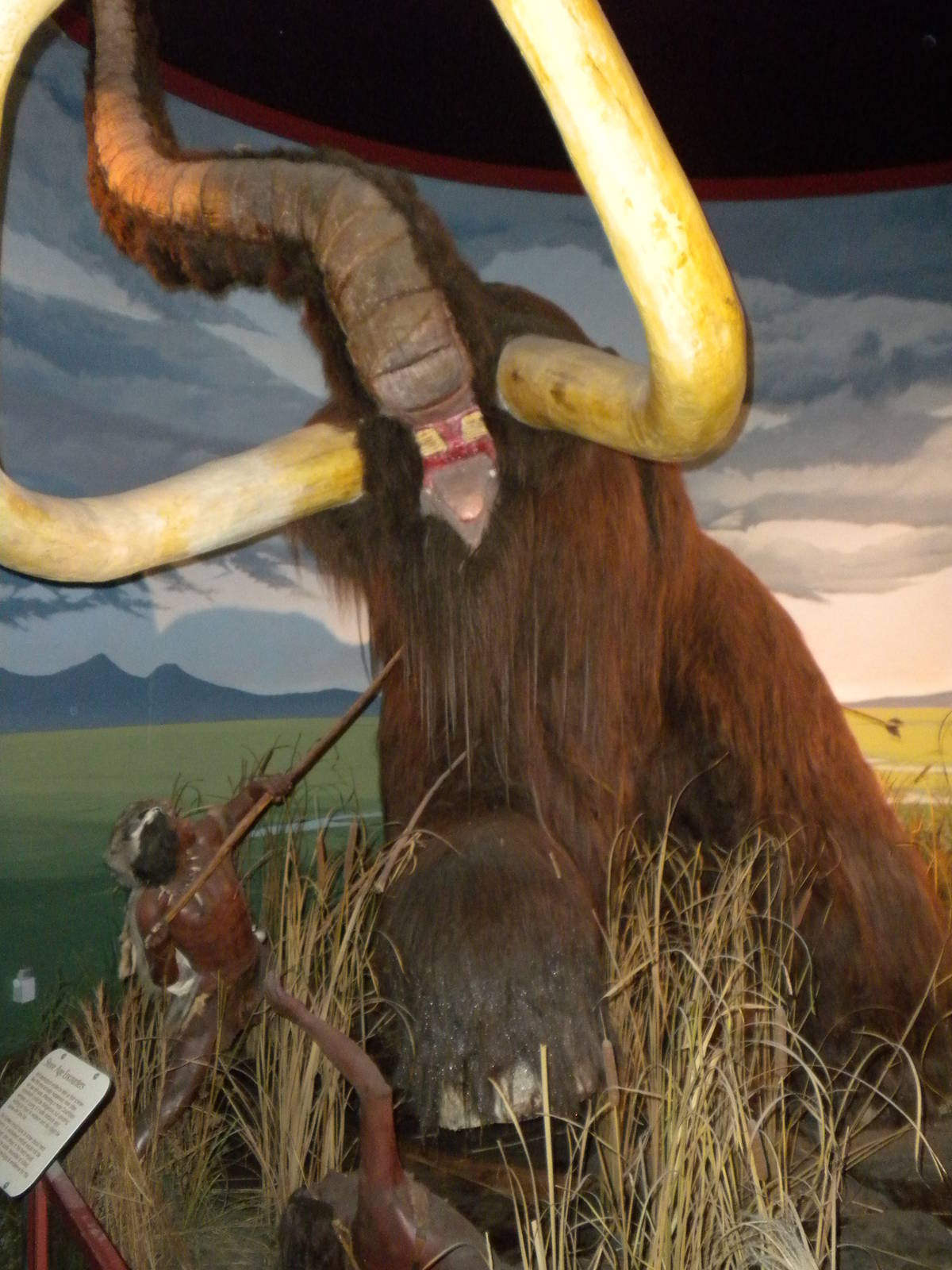 Elephant Museum - Mammoth scene