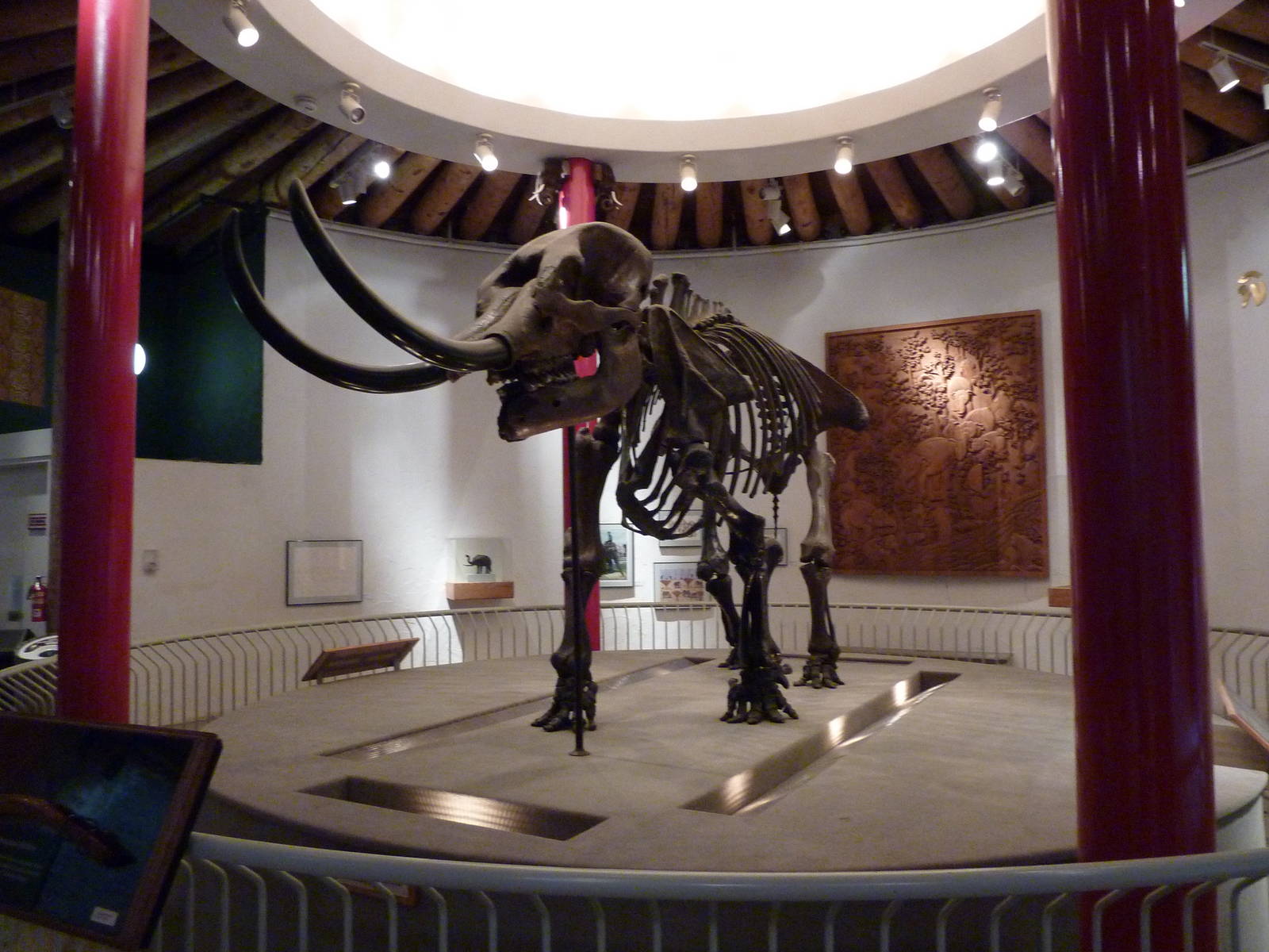 Elephant Museum - Mastodon