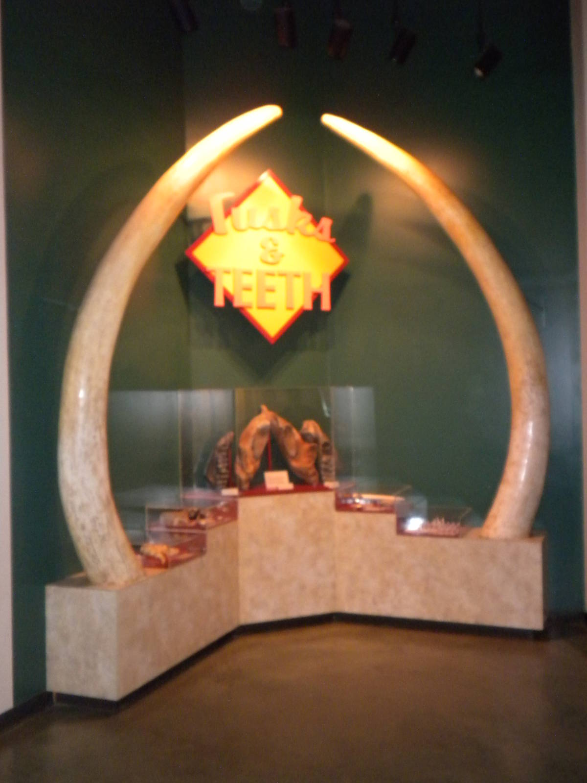 Elephant Museum - Teeth and Tusks