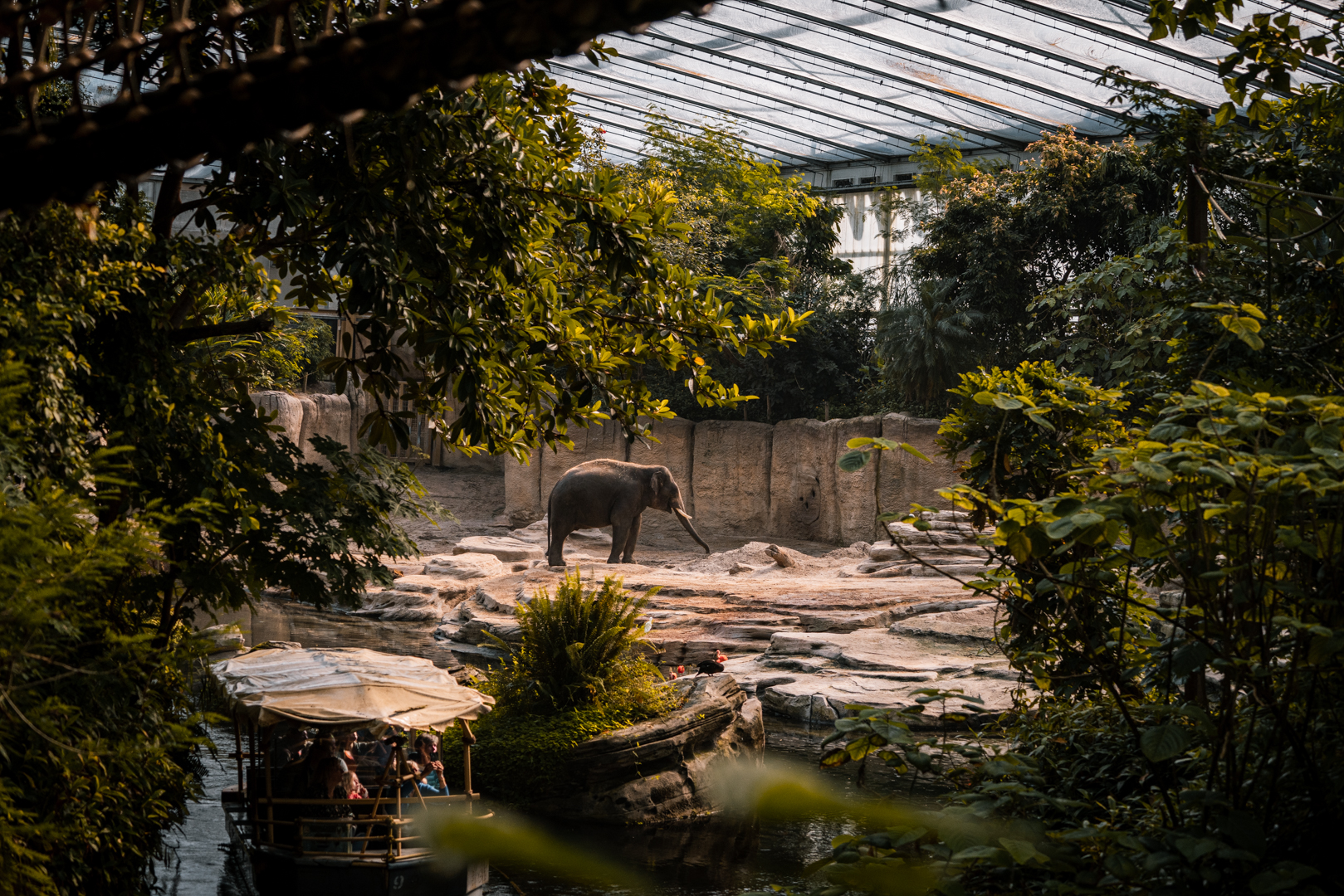 Elephant next to the boat   tour
